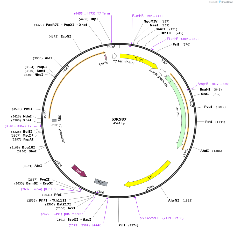 71696-plasmid-map-sequence-id-131733