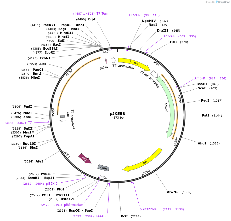 71704-plasmid-map-sequence-id-131735