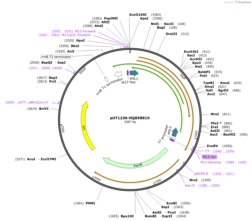 27901-plasmid-map-sequence-id-13175