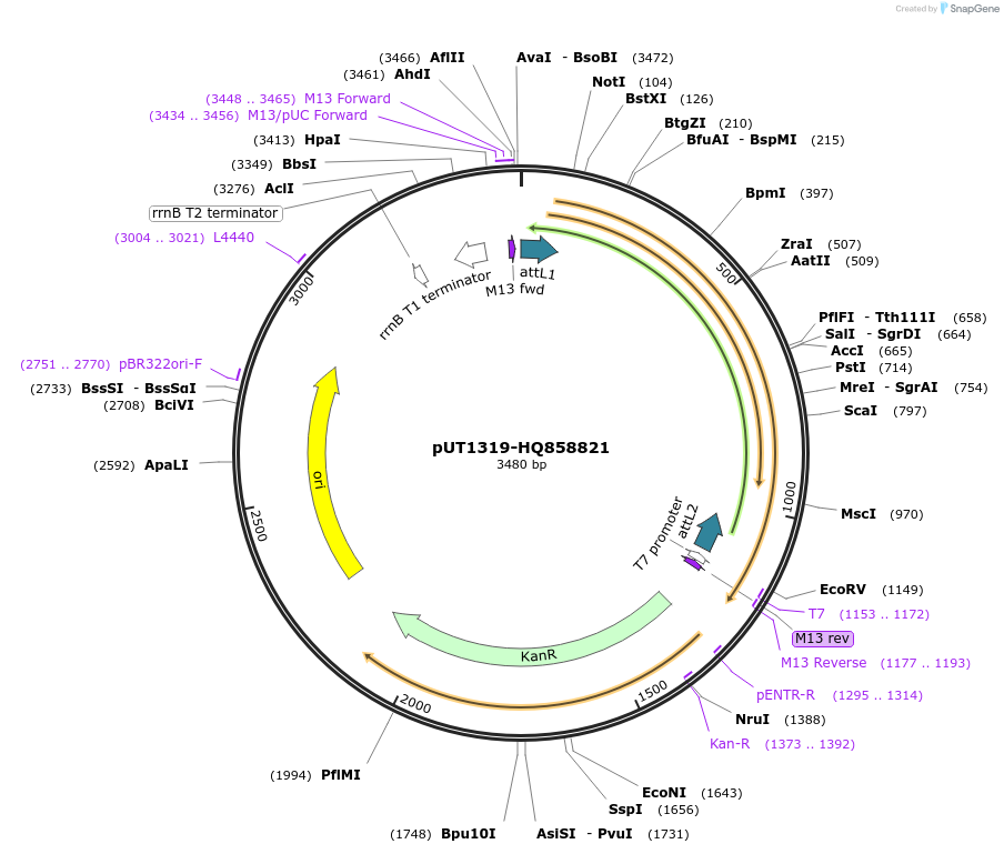 27903-plasmid-map-sequence-id-13177