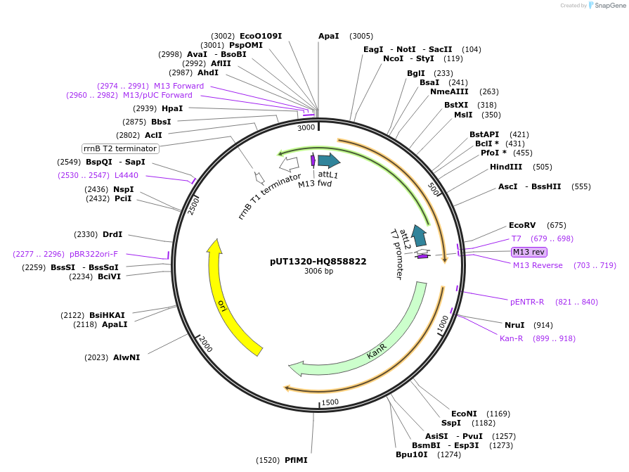 27904-plasmid-map-sequence-id-13178