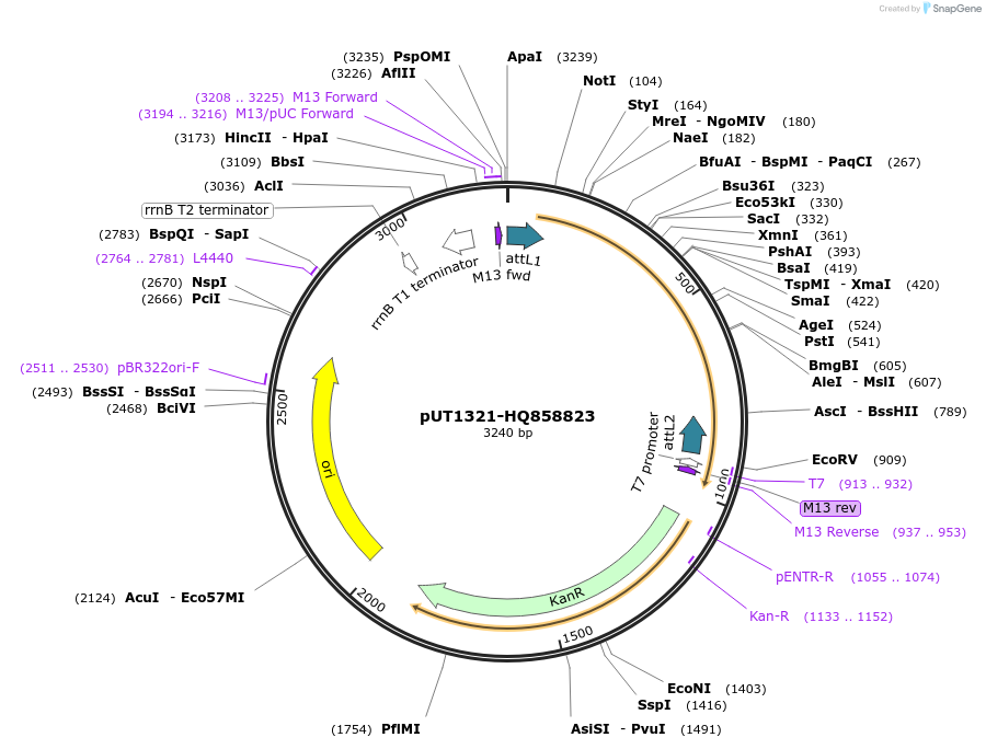 27905-plasmid-map-sequence-id-13179