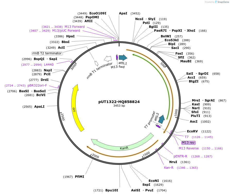 27906-plasmid-map-sequence-id-13180