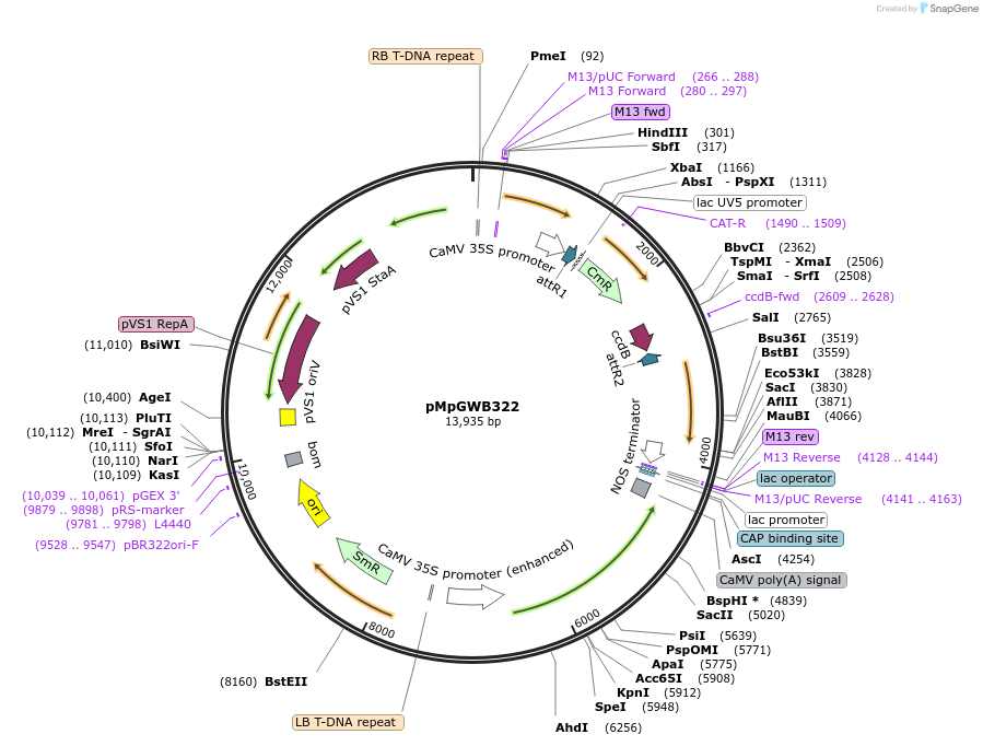 68650-plasmid-map-sequence-id-131805