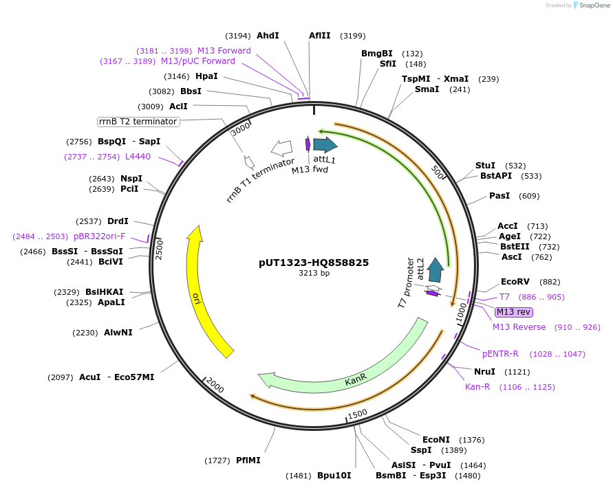 27907-plasmid-map-sequence-id-13181