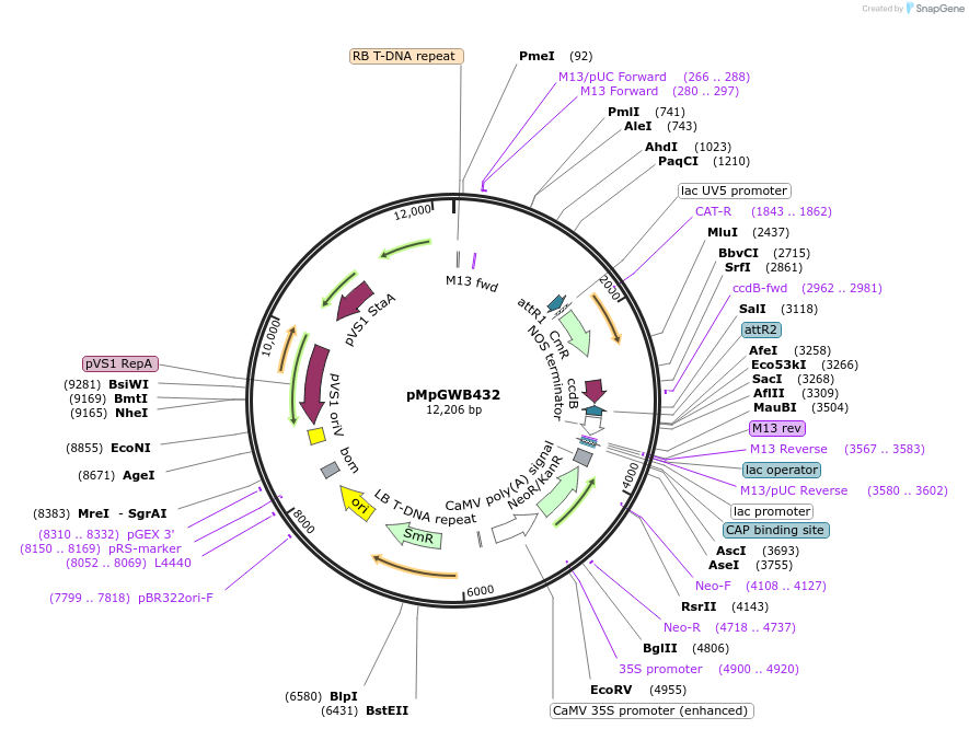 68697-plasmid-map-sequence-id-131814