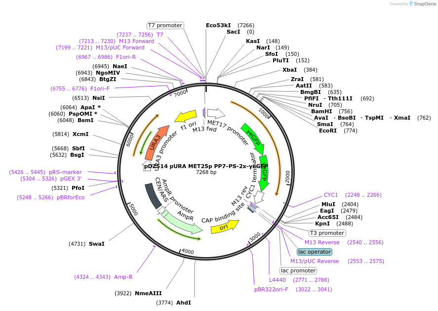 72230-plasmid-map-sequence-id-131819