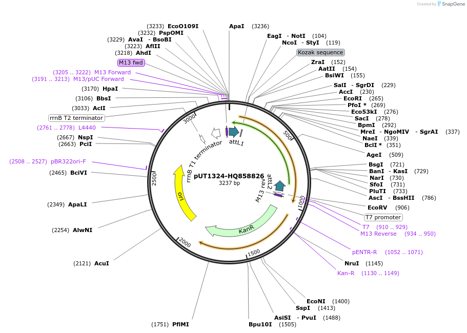 27908-plasmid-map-sequence-id-13182