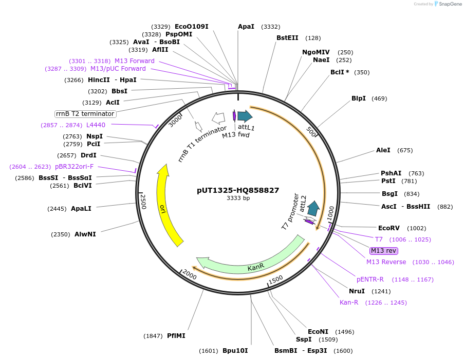 27909-plasmid-map-sequence-id-13183