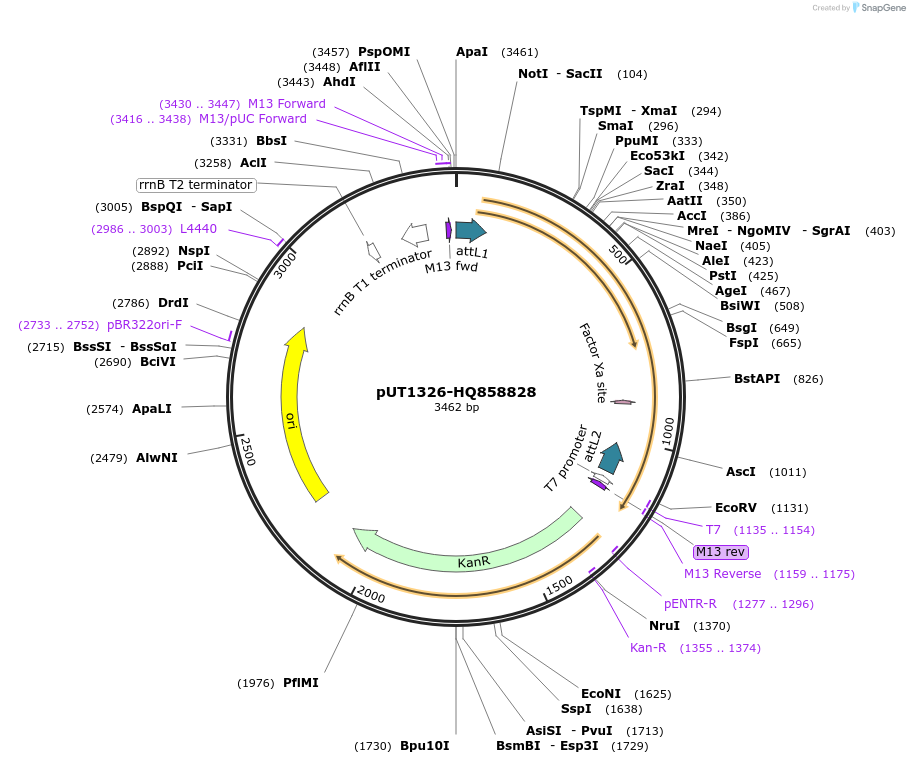 27910-plasmid-map-sequence-id-13184