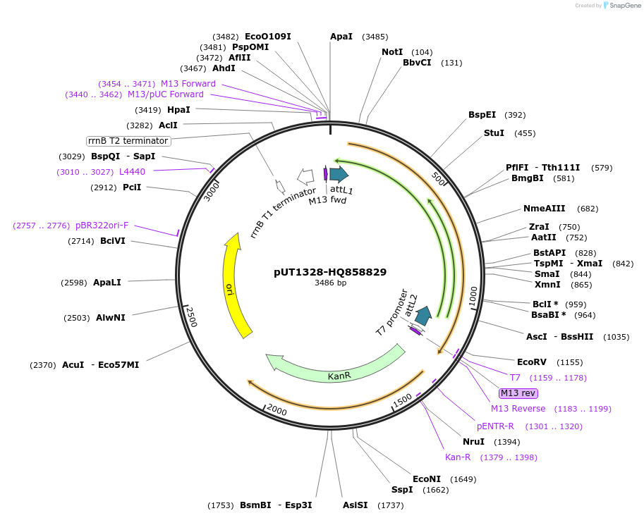 27911-plasmid-map-sequence-id-13185