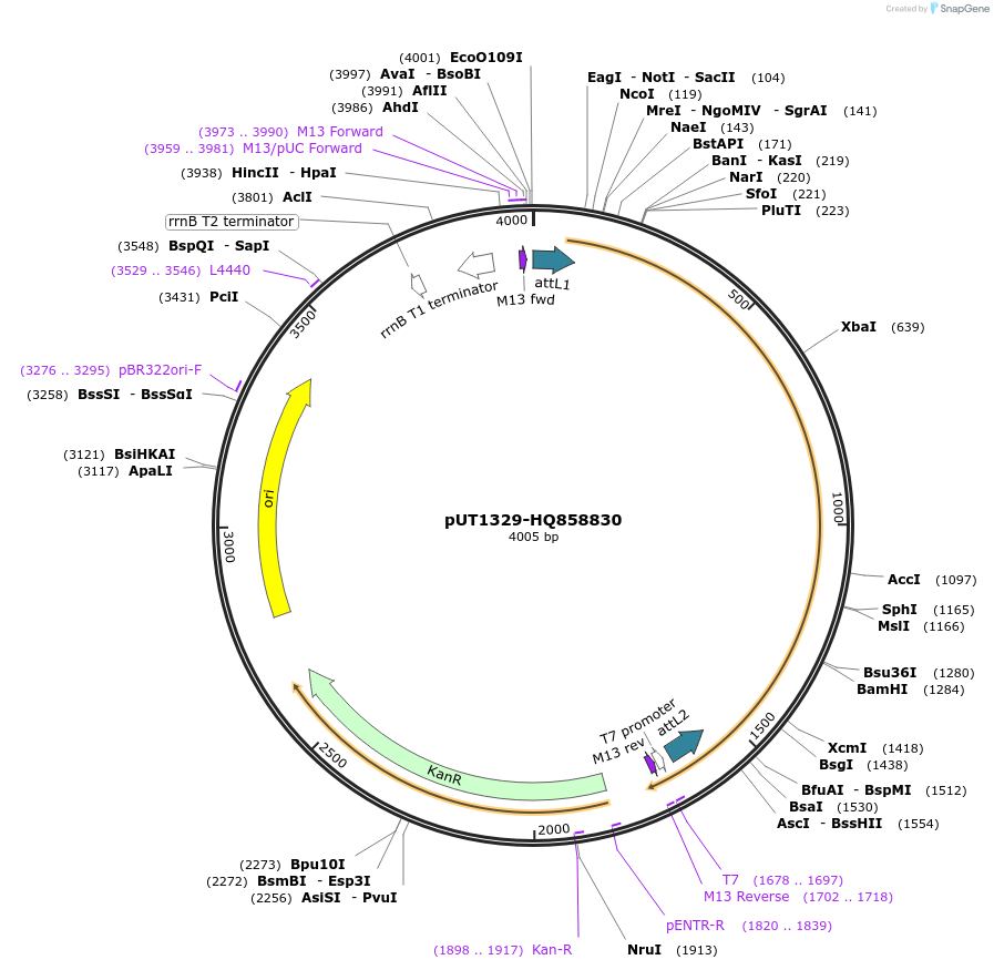 27912-plasmid-map-sequence-id-13186