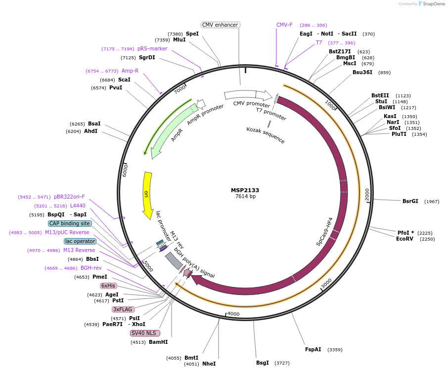 72249-plasmid-map-sequence-id-131869