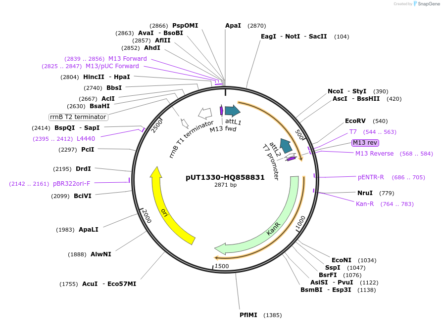 27913-plasmid-map-sequence-id-13187