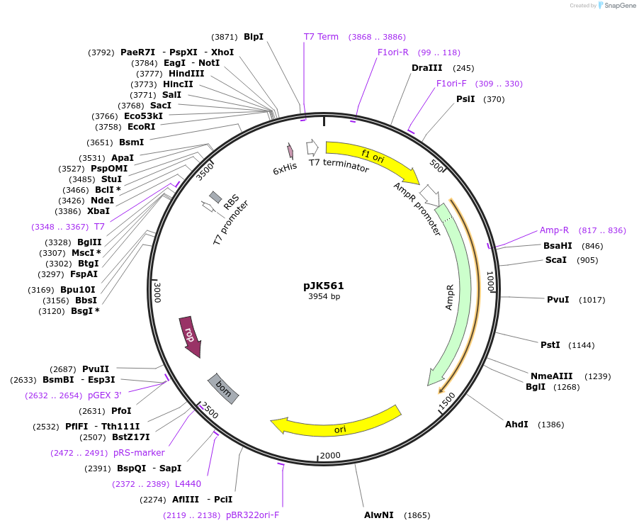 72283-plasmid-map-sequence-id-131874