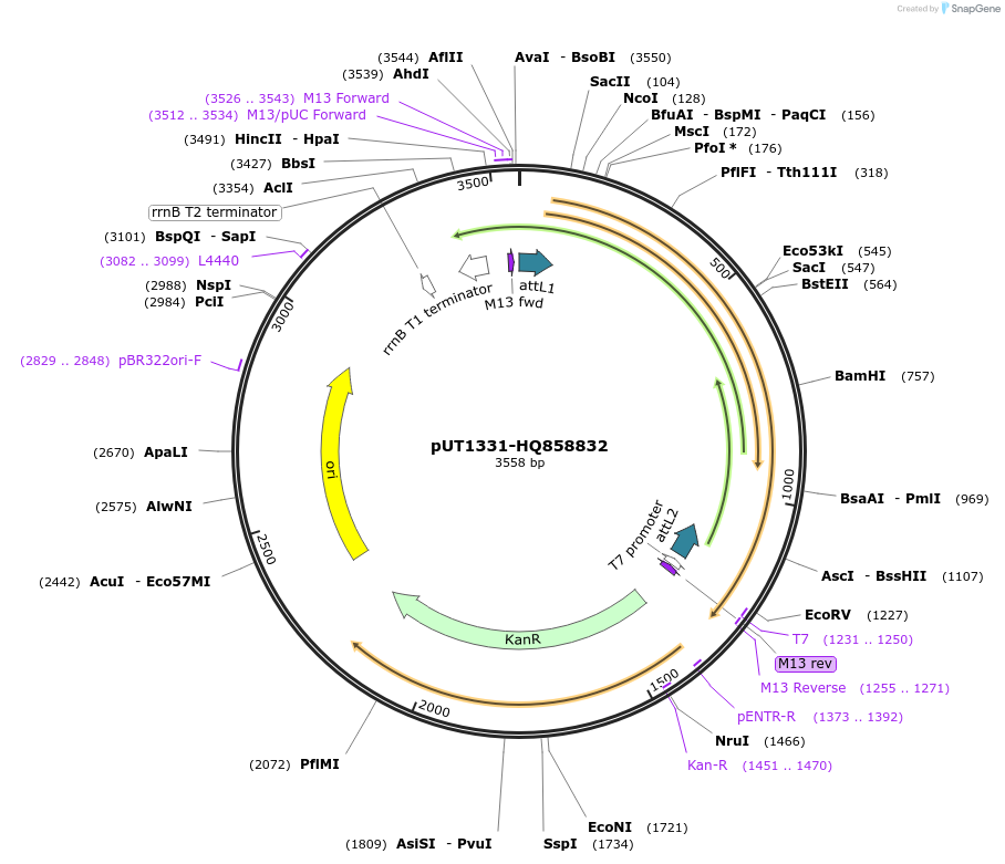 27914-plasmid-map-sequence-id-13188