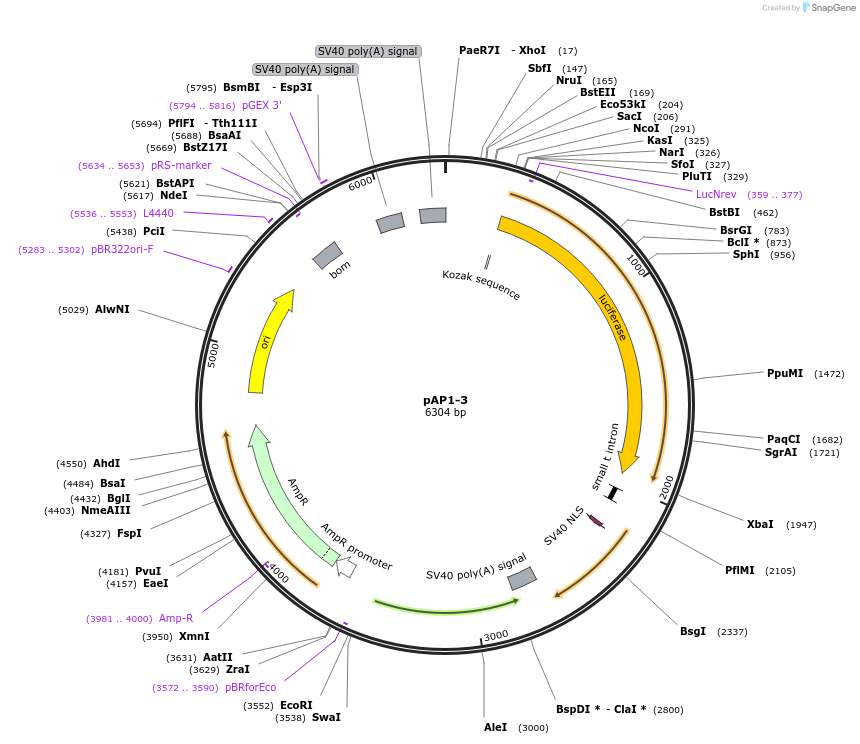 71258-plasmid-map-sequence-id-131888