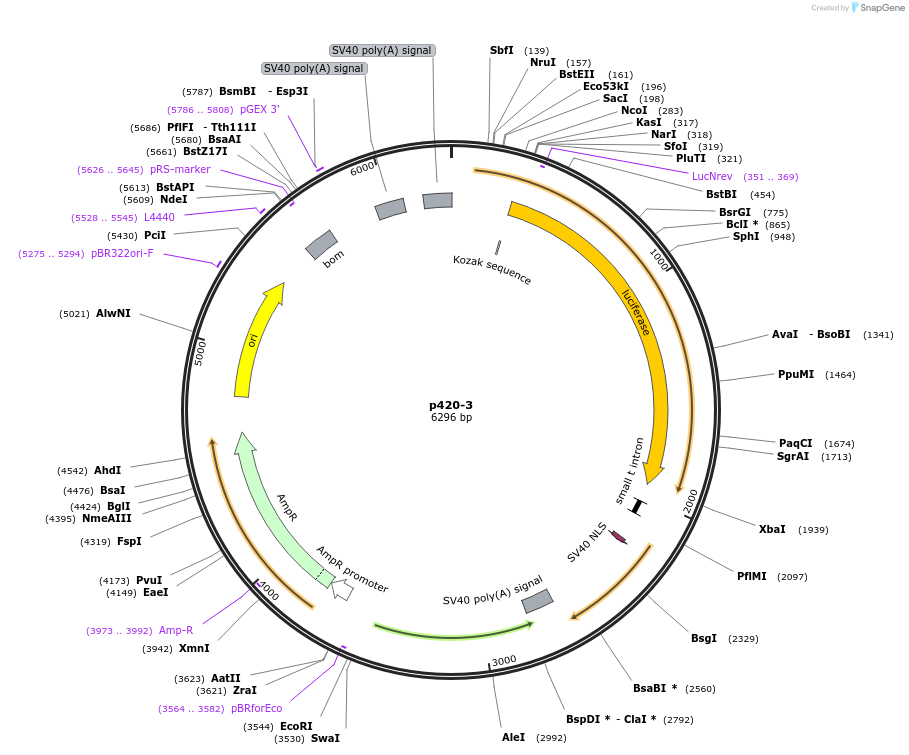 71257-plasmid-map-sequence-id-131889