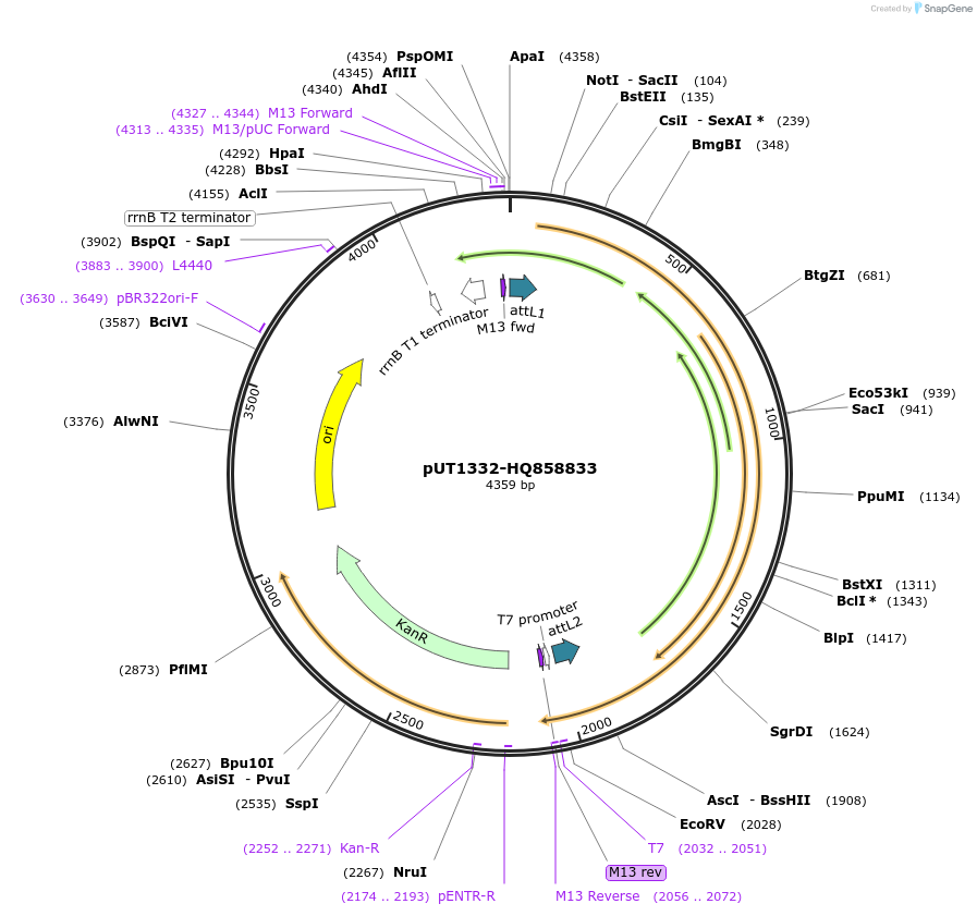 27915-plasmid-map-sequence-id-13189