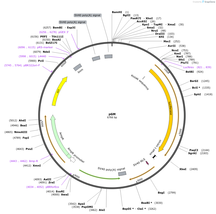 71250-plasmid-map-sequence-id-131891