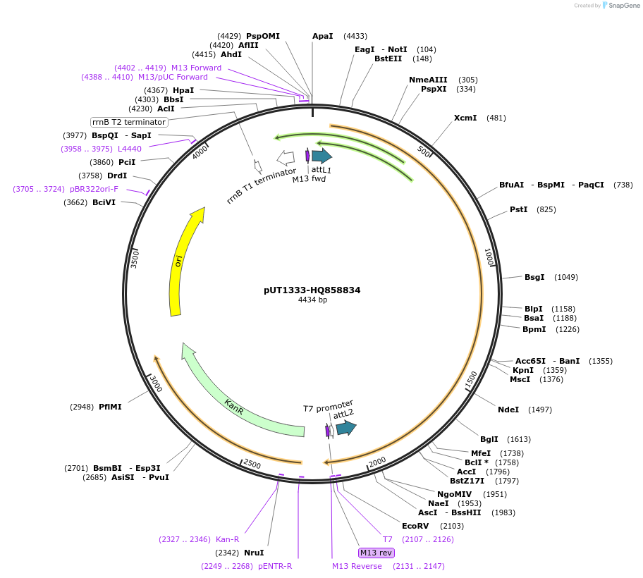 27916-plasmid-map-sequence-id-13190