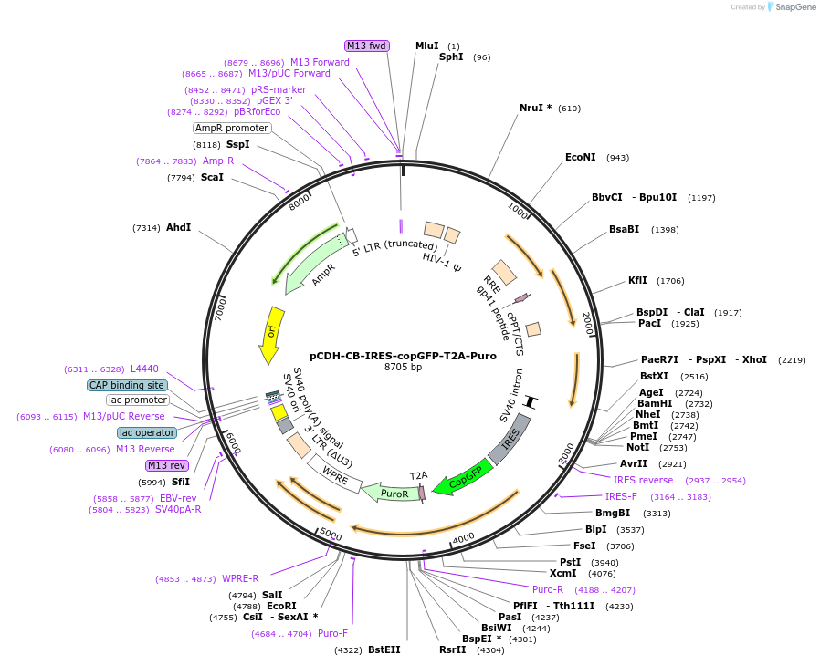 72299-plasmid-map-sequence-id-131901