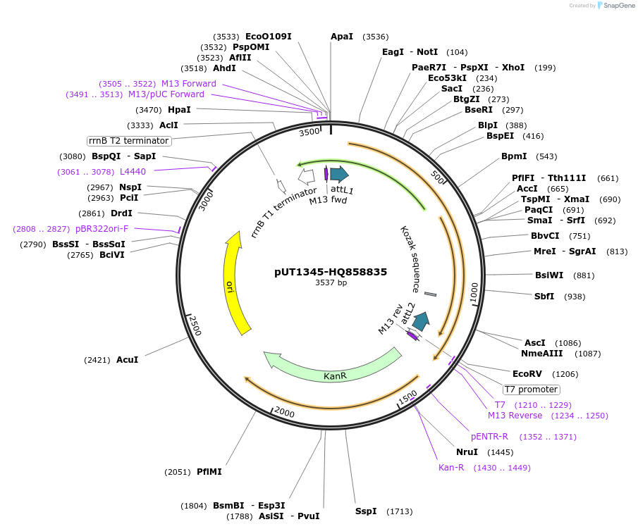 27917-plasmid-map-sequence-id-13191