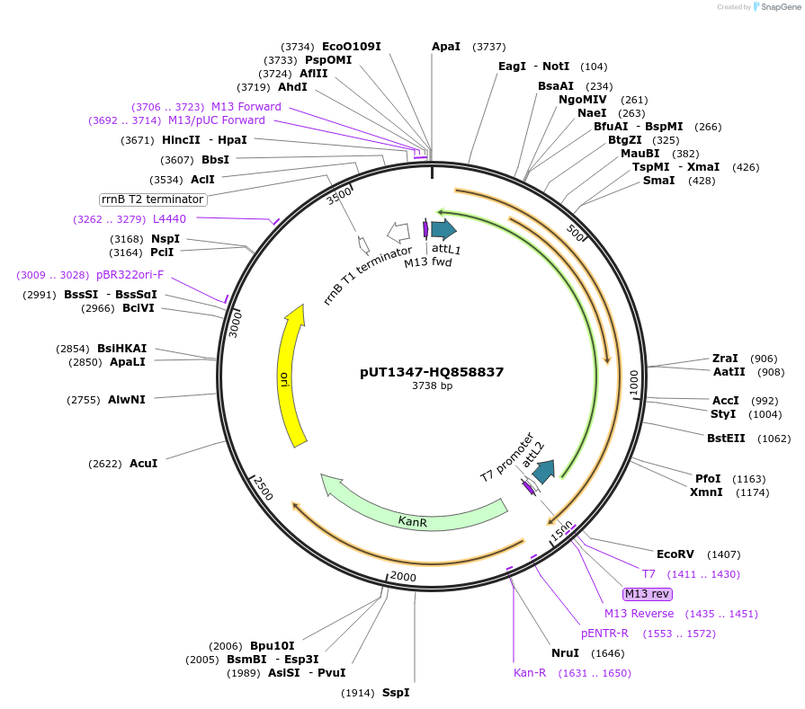 27919-plasmid-map-sequence-id-13193