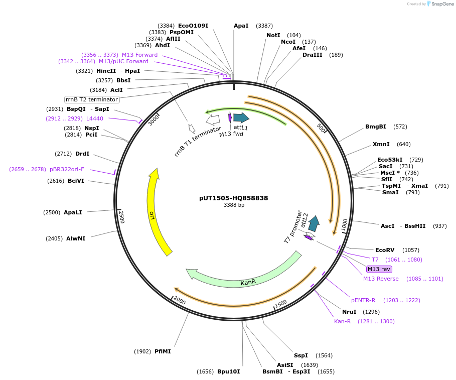 27920-plasmid-map-sequence-id-13194
