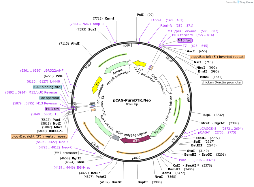 72307-plasmid-map-sequence-id-131942