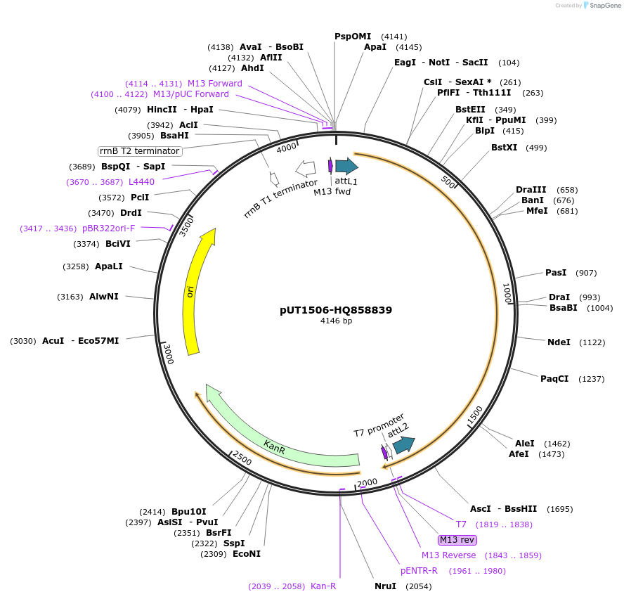 27921-plasmid-map-sequence-id-13195