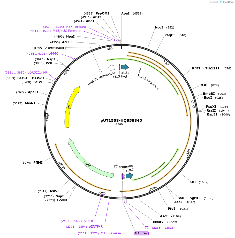 27922-plasmid-map-sequence-id-13196
