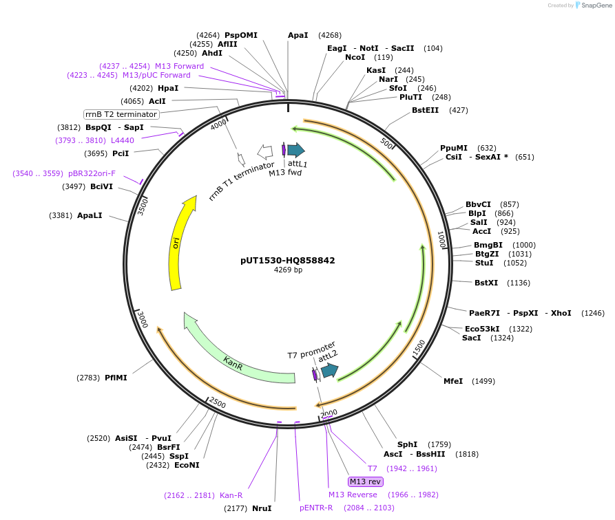 27924-plasmid-map-sequence-id-13198