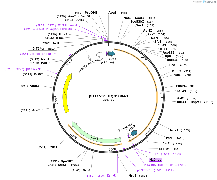 27925-plasmid-map-sequence-id-13199