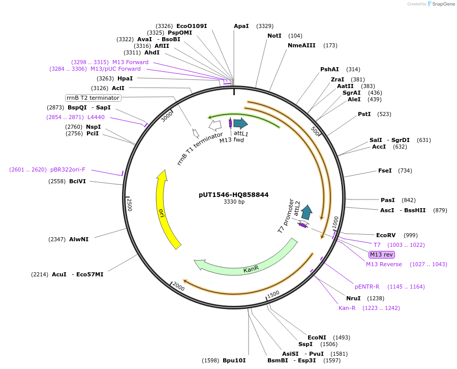 27926-plasmid-map-sequence-id-13200