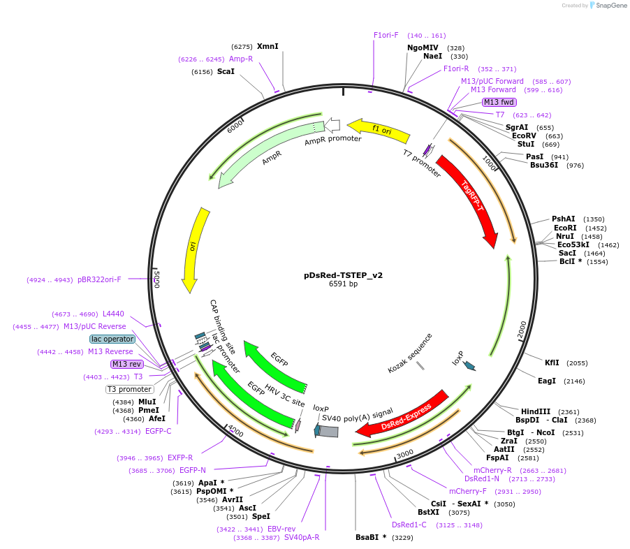 72336-plasmid-map-sequence-id-132003