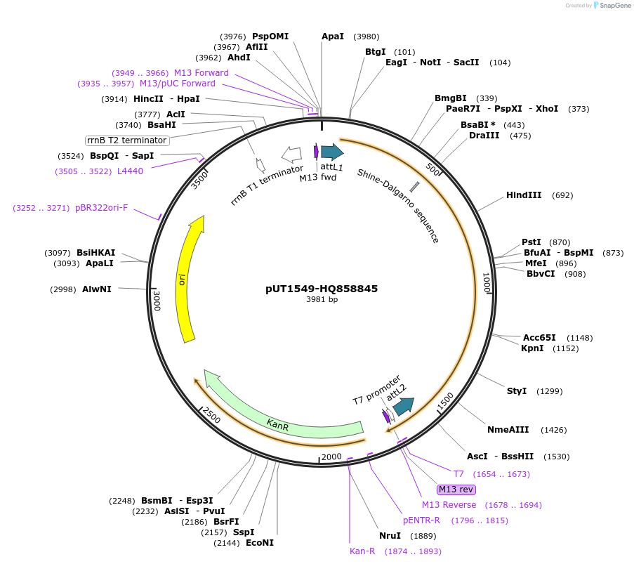 27927-plasmid-map-sequence-id-13201