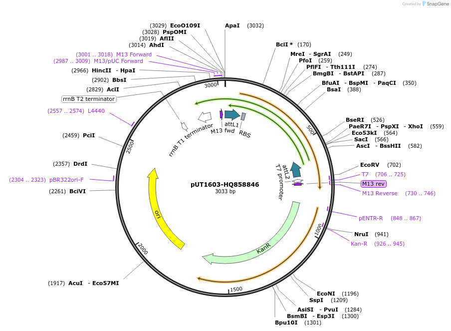 27928-plasmid-map-sequence-id-13202