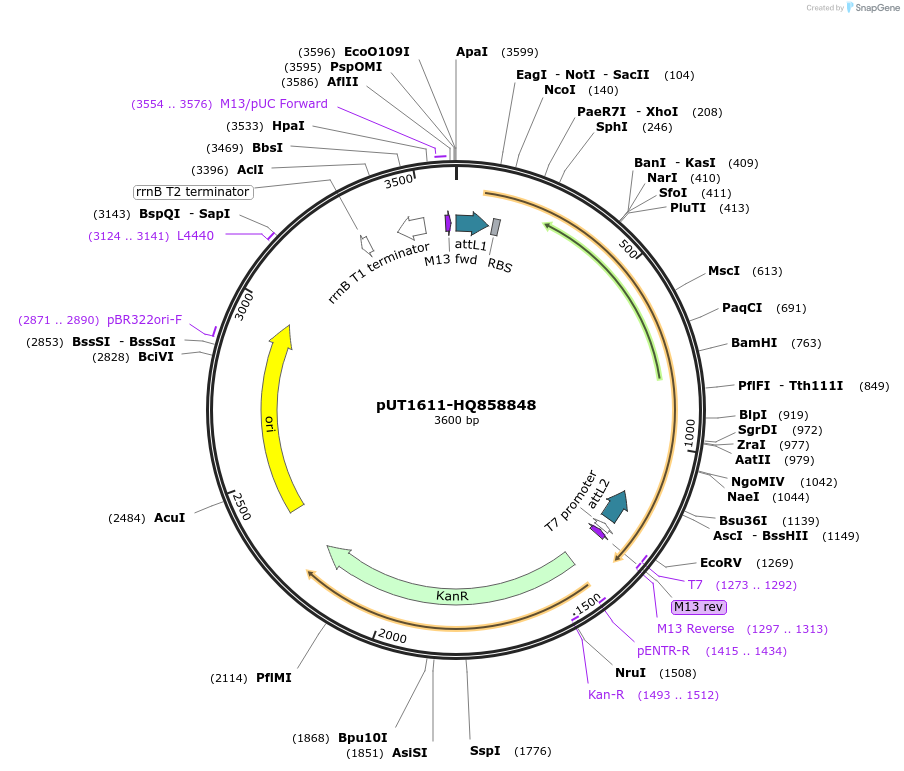 27930-plasmid-map-sequence-id-13204