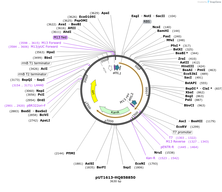 27932-plasmid-map-sequence-id-13206