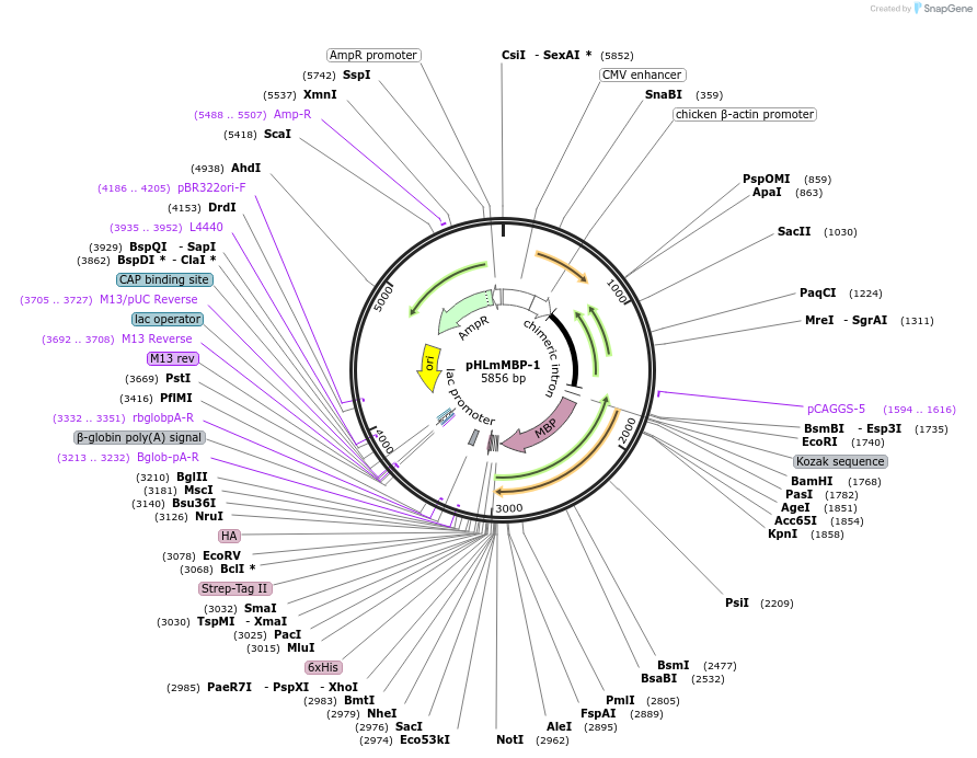 72343-plasmid-map-sequence-id-132066