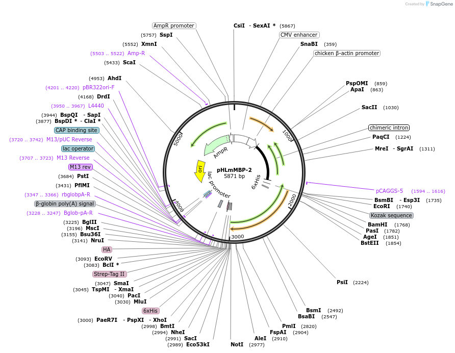 72344-plasmid-map-sequence-id-132067