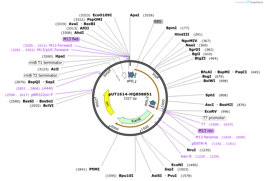 27933-plasmid-map-sequence-id-13207