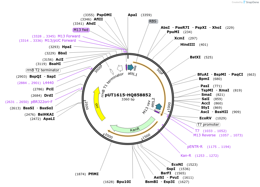27934-plasmid-map-sequence-id-13208