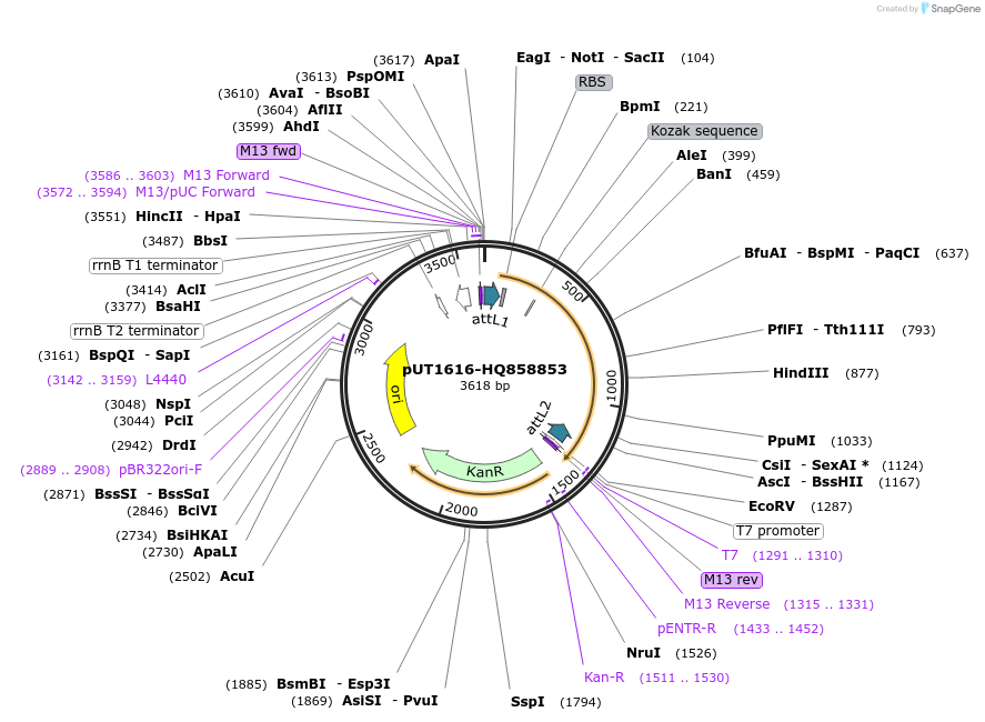 27935-plasmid-map-sequence-id-13209