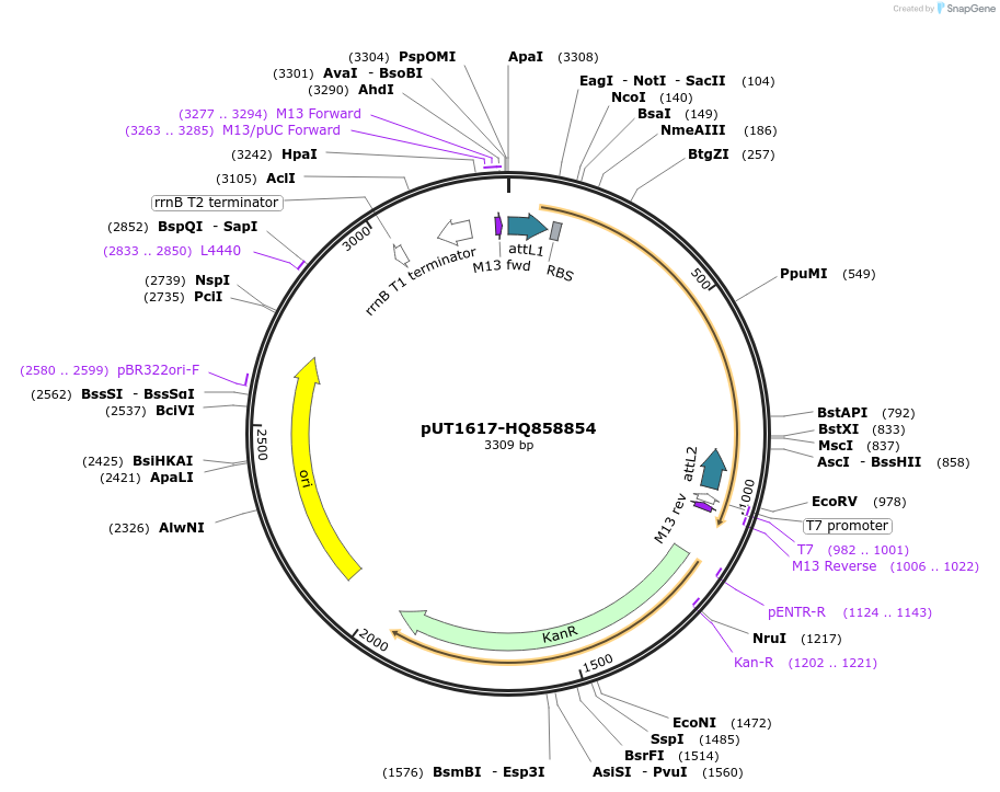 27936-plasmid-map-sequence-id-13210