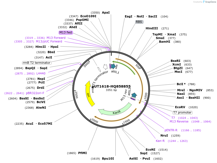 27937-plasmid-map-sequence-id-13211