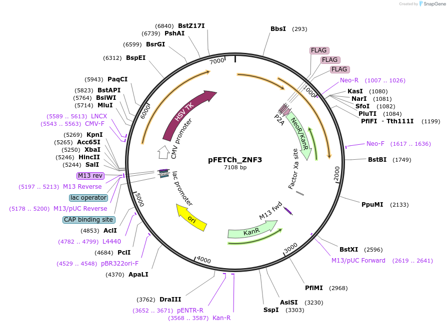 72362-plasmid-map-sequence-id-132112