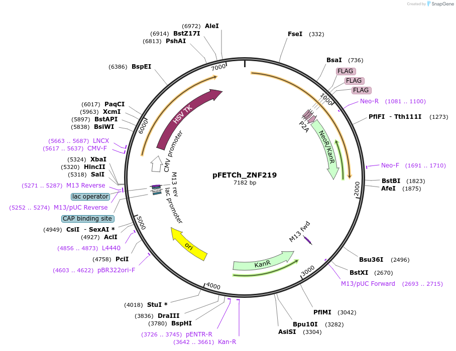 72367-plasmid-map-sequence-id-132117