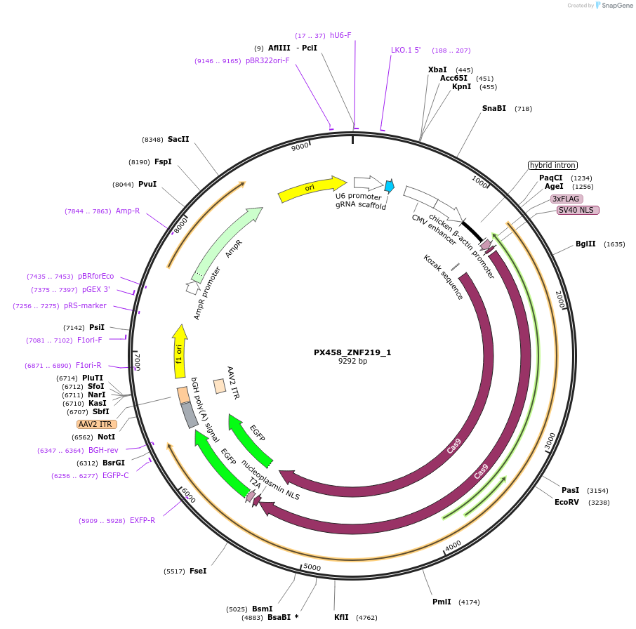 72368-plasmid-map-sequence-id-132118